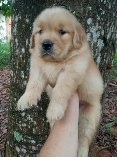 Lindos filhotes de Golden Retriever