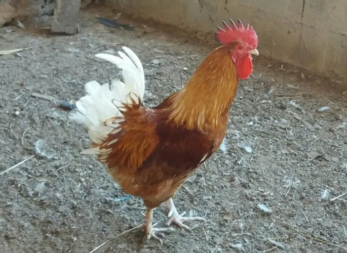 GALINHA SALDÃO