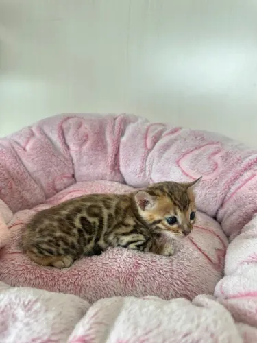 GATINHA FILHOTE BENGAL FEMEA