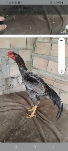 Galos  galinhas  índios  puros 