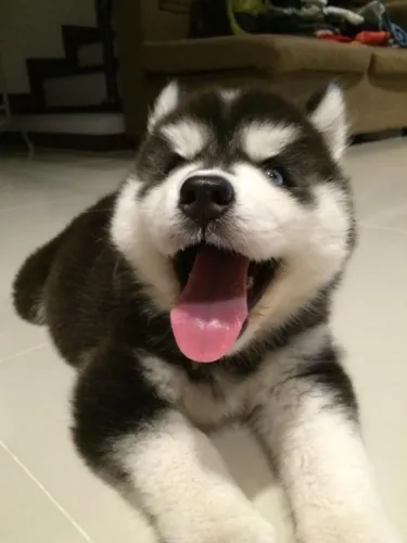 Husky siberiano bem cuidado