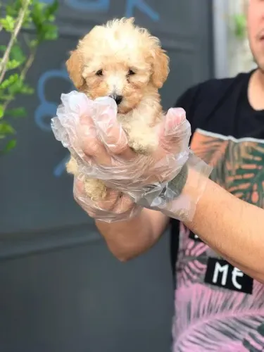 Poodle toy -Filhotes com assistêsncia Veterinária gratuita