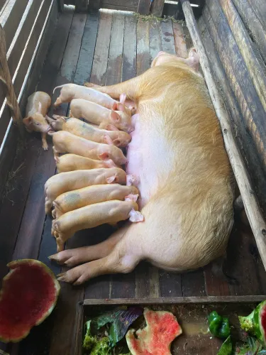Vendo porco adulo, leitão. todos os tamanhos