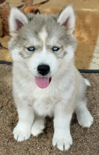 Filhotes de Husky Siberiano olhinhos que conquista