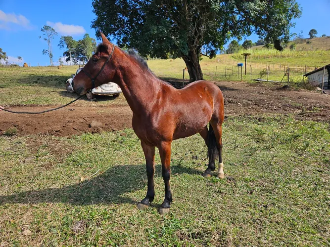 Cavalo Mangalarga marchador