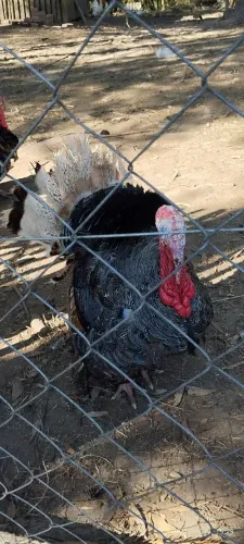 Peru macho