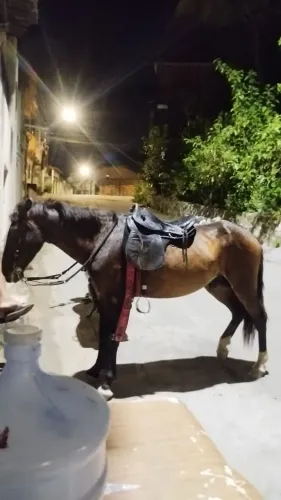 Vende se um cavalo