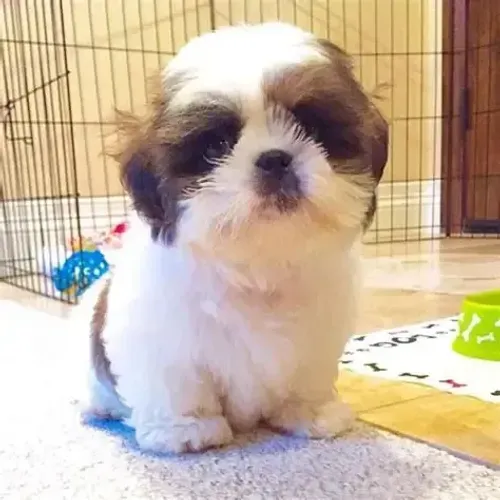 Shih Tzu: charme asiático com tempero brasileiro.