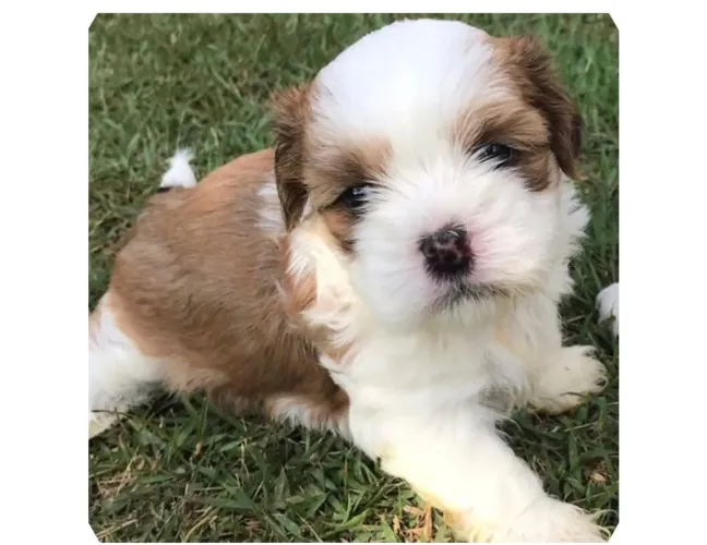 Shih Tzu Macho