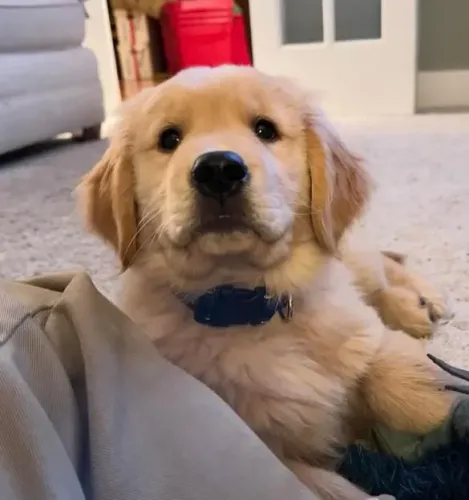 Filhote Golden Retriever, Nada como um filhotinho para completar sua família!