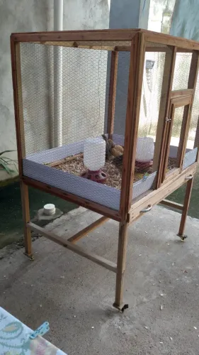 Codornas com casinha telada 