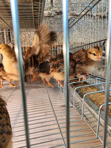 Pintainhas de Embrapa 051 - galinhas poedeiras, pintinhos de 11 semanas.