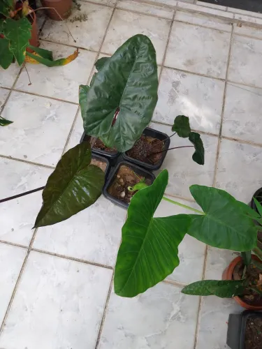 Vasos de Orelha de elefante (Alocasia) preços variados (Ler descrição)