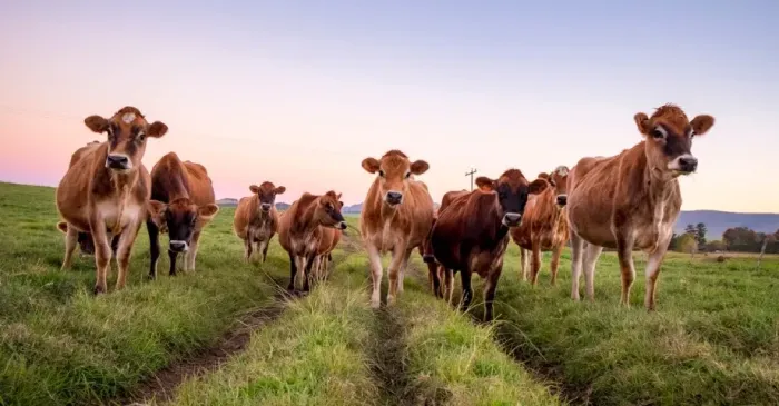 Bezerras, Novilhas e Vacas em lactação Jersey da Fazenda Oásis do Pará