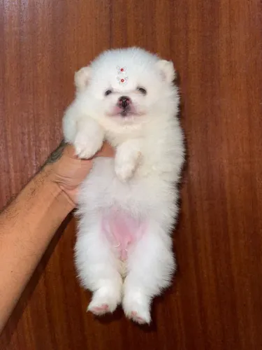 Lulu da pomerania anão branco neve 