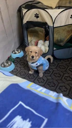 Golden retriever