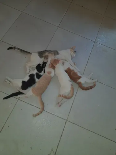 Doação de gatos