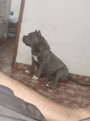 Doa se American bully fêmea 