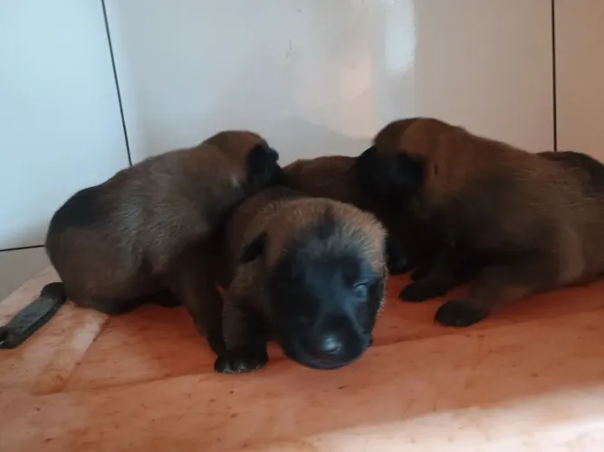 Pastor belga malinois 