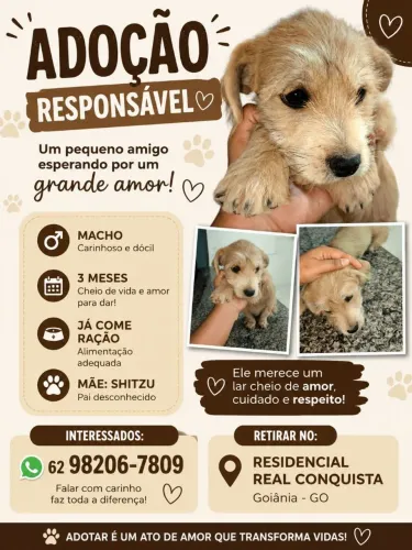 Adoção responsável de filhote