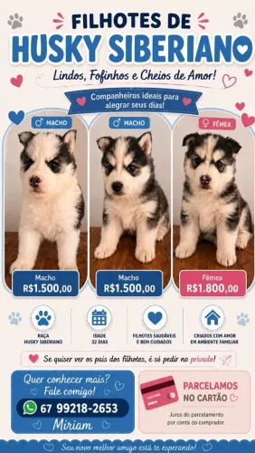 Husky siberiano pelagem wooly