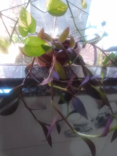 Plantas ornamentais 