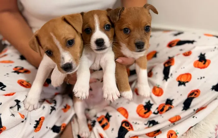 Filhotes de Jack Russell Terrier á venda 