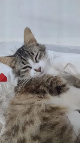 Gata para adoção