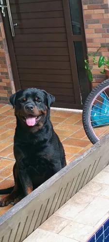 Rottweiler
