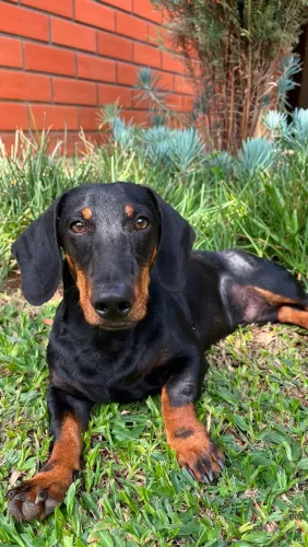 Cão raça Dachshund