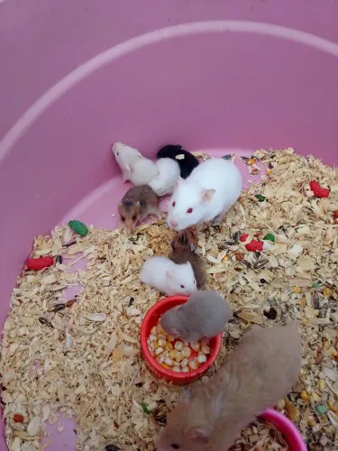 Hamster filhotes