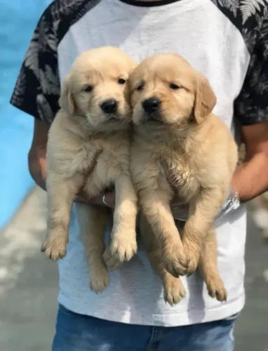 Filhote de Golden retriver