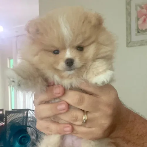 Lulu pomerânia anão macho