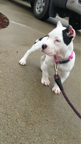 Pitbull O Presente Que Vai Encher Sua Casa De Alegria