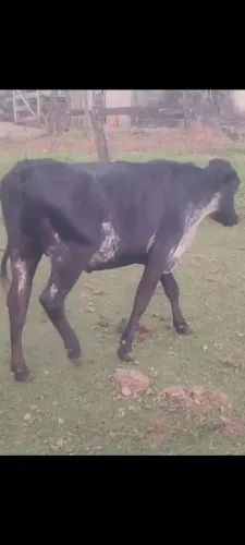 Vacas