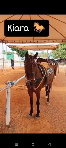 ?Égua de 5 anos castanha gorda boa de cela arriada retirada jardim ingá Chama *