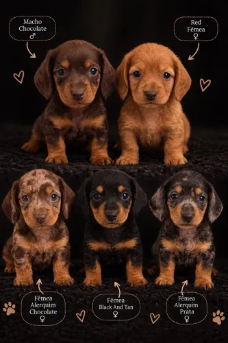 Dachshund