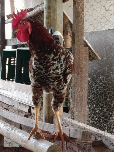 Galinha GSB a venda.
