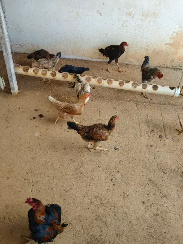 Galinha e galo