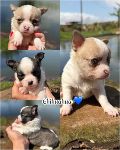 Bebês Chihuahuas Machinhos