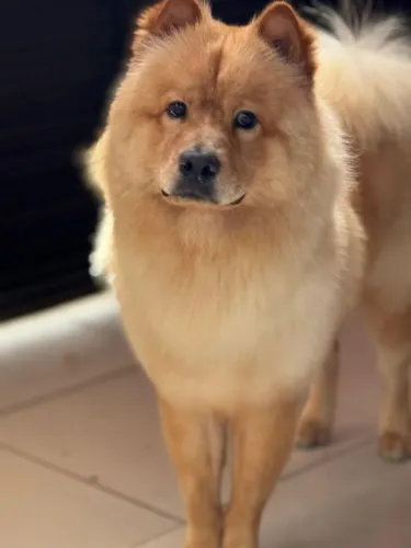 Meu Chow-chow está à procura de uma fêmea da mesma raça, no cio, para cruzamento.