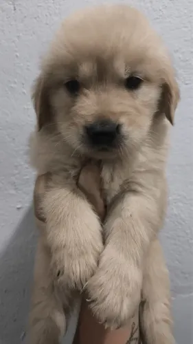 Golden Retriever macho 