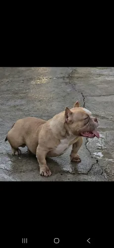 Macho american bully