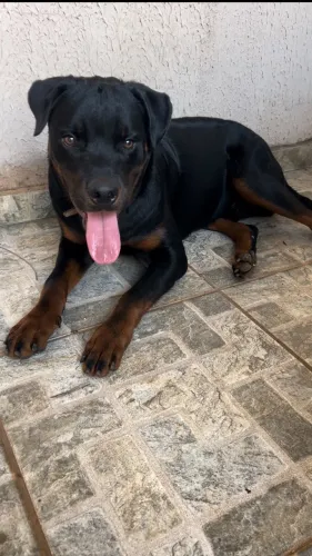 rottweiler doação