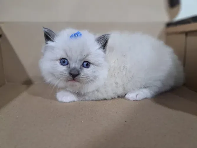 Filhotes gatinhos Ragdoll e Persas