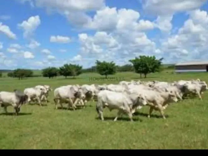 VENDO!!! FAZENDA DE ALTO PADRÃO PRÓXIMA A RONDONÓPOLIS (MT)