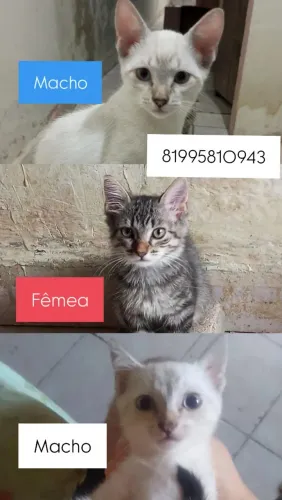 Filhotes para adoção.