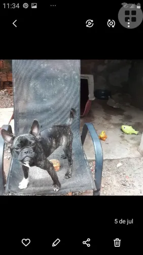 Budog francês filhote