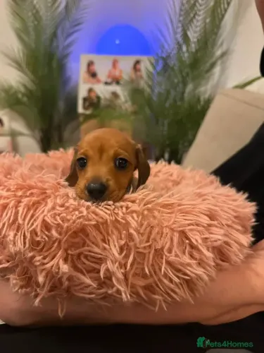 Filhote de cachorro Teckel/Dachshund/Salsicha/Salsichinha/Basset/Cofap sociáveis e fofos