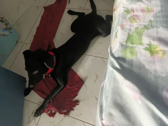 Doase cachorro filhote 08 meses , mestico de labrador com vacinas em dia.